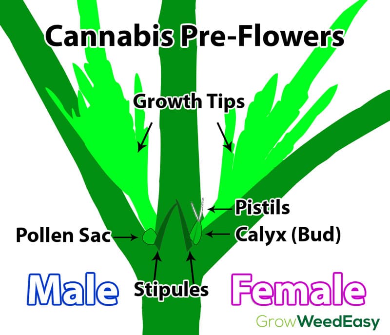 Cannabis prieflowers diagram - the differences between female and male cannabis plants