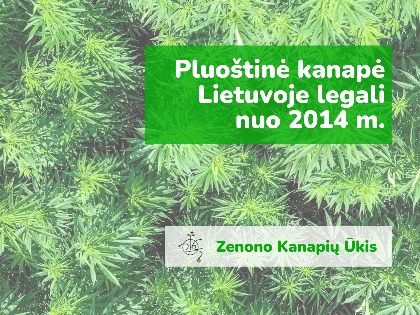 Pluoštinė kanapė Lietuvoje legali nuo 2014 m.