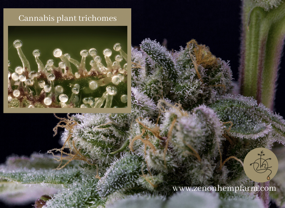 Cannabis plant trichomes