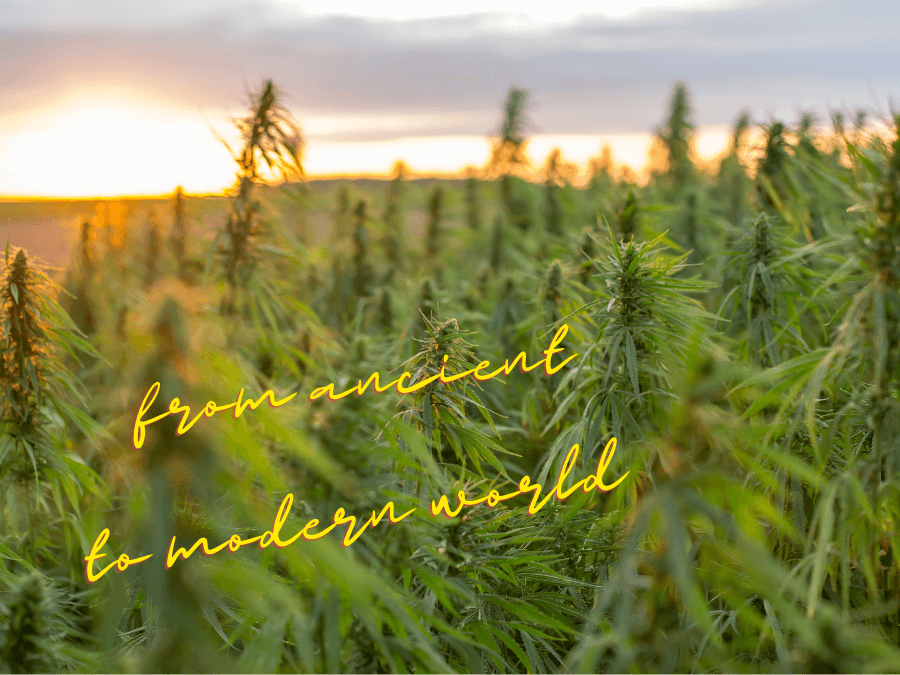 Hemp plants known for centuries and hemp products are used in the modern world
